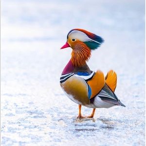 Meet your Posher, Deborah